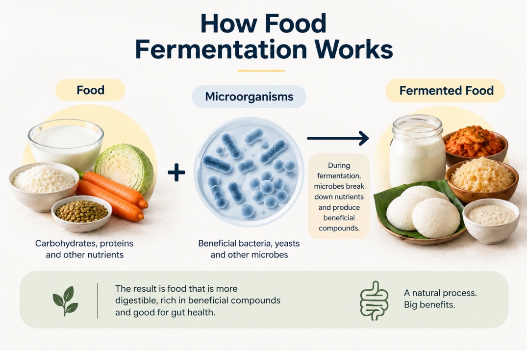 best fermented foods for gut health - WelloraFit