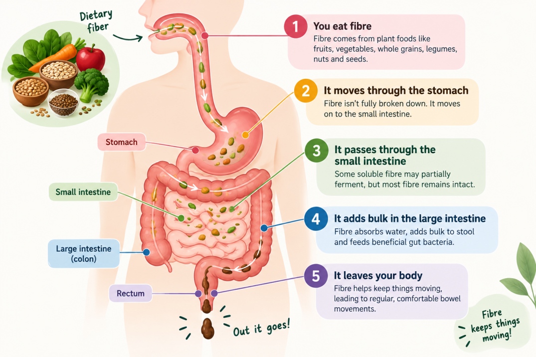 fiber - WelloraFit